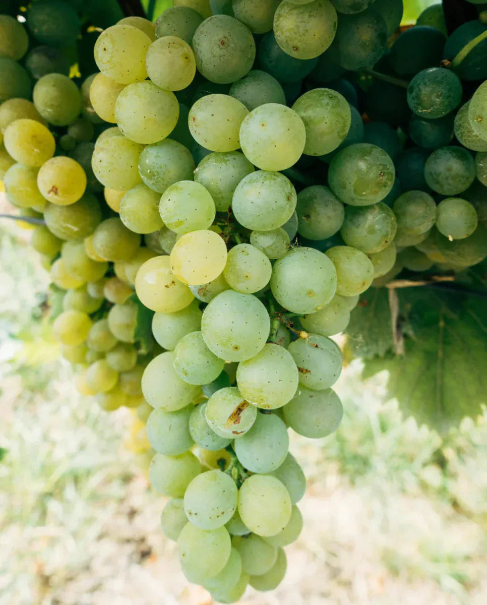 Witte Wijnen - Loess Wijnen - Verdejo (Rueda)