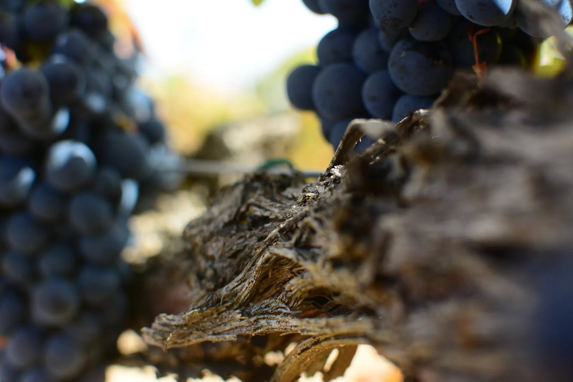 Load video: Discover the inspiring story of Loess, a brand that stands for passion and quality in Spanish wine. 🍇 Learn about the rich traditions and the exceptional grape varieties Verdejo and Tempranillo, which are at the heart of our wines.